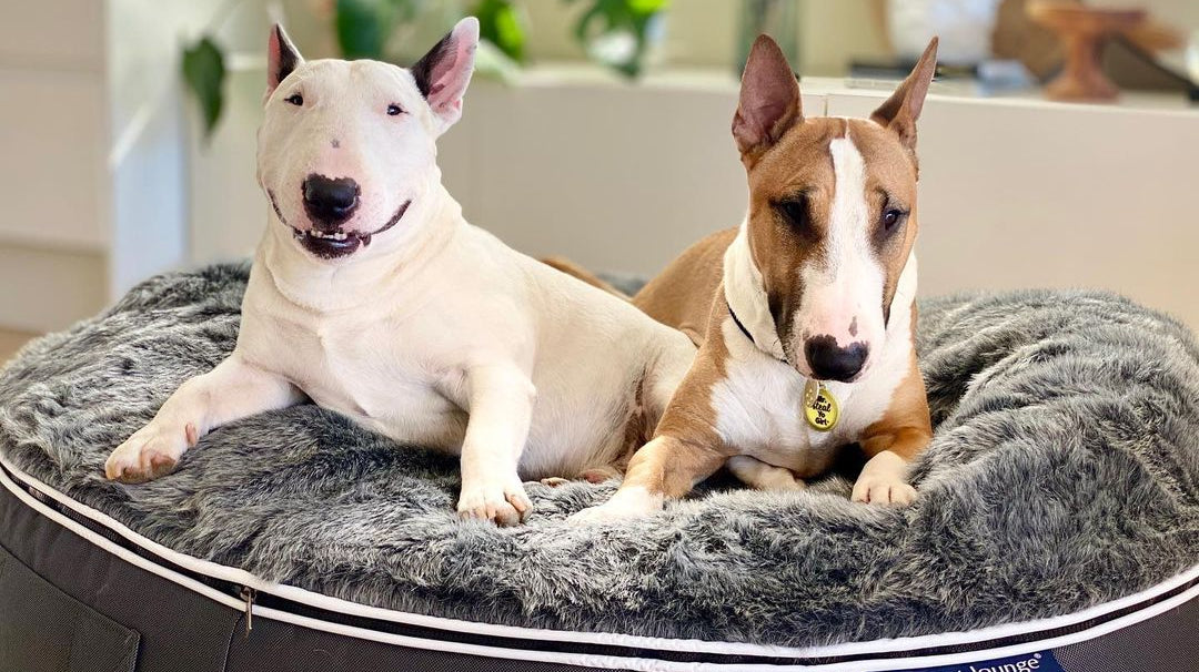 how to be tough but also soft? … ambient lounge dog beds & bull terriers are a match made in heaven.
