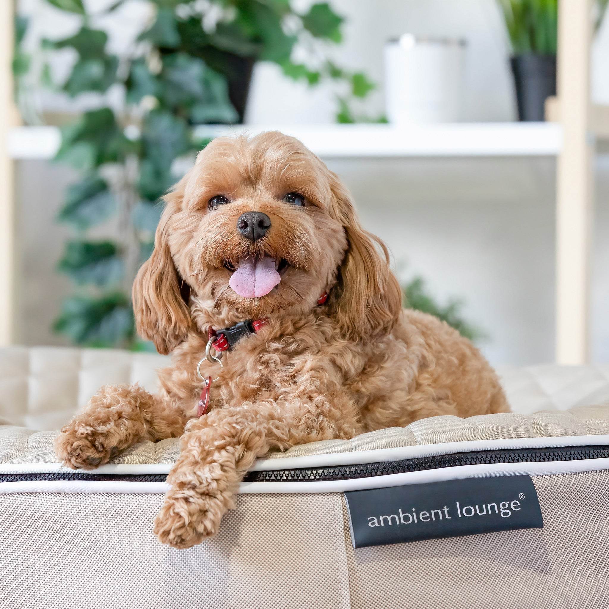 Medium Rebound Foam Dog Beds