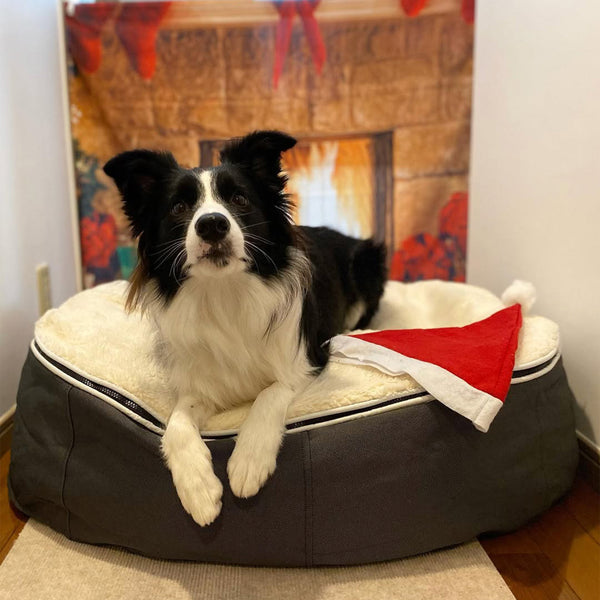 Large Luxury Dog Bed - Interior/Outdoor